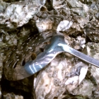 imag0406