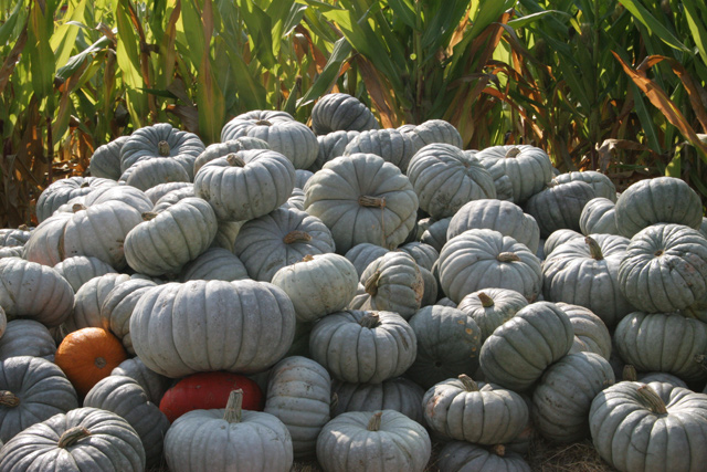 Pumpkin Patch Bay Area Corn Maze