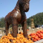 Arata Pumpkin farm Half Moon Bay