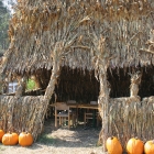 Arata Pumpkin farm Half Moon Bay
