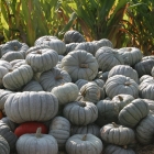 Arata Pumpkin farm Half Moon Bay