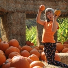 Arata Pumpkin farm Half Moon Bay