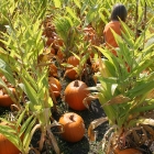 Arata Pumpkin Farm Half Moon Bay