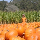 Arata Pumpkin Farm Half Moon Bay