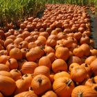 Arata Pumkin Farm Half Moon Bay